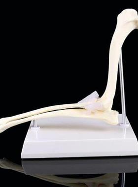 Dog Canine Elbow Joint Model Veterinary Teaching Research An