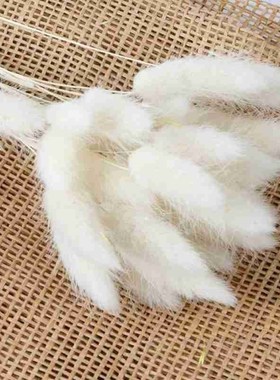 30 Pcs/lot Natural Dried Pampas Grass, Phragmites Communis,r