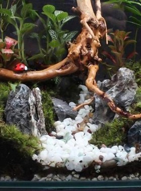 1PC Wood Natural Trunk Driftwood Tree  Tree Root Aquarium Fi