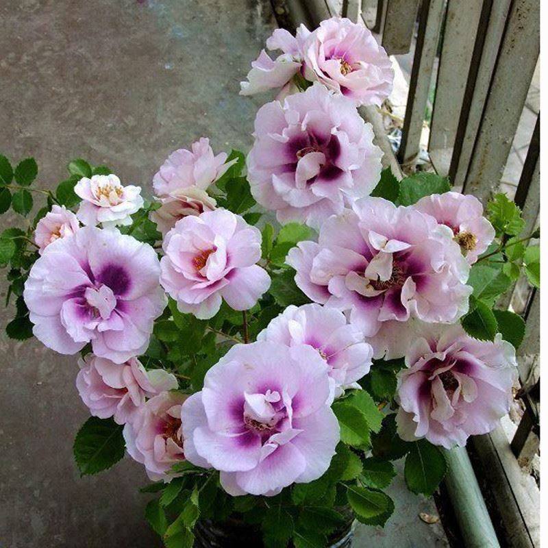 阳台盆栽绿植月季花苗 你的眼睛 复色月季玫浓香灌木勤花多头月季