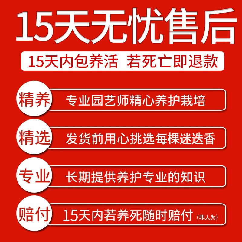 碰碰香盆栽香室内驱蚊一抹香味喷喷香摸摸多肉老桩绿植物净化空气