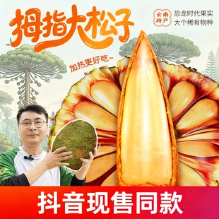 云南巴拉那松子拇指大松子云南大松子巴西松子巴拉那松松果