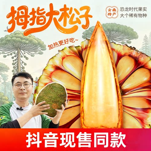 云南巴拉那松子拇指大松子云南大松子巴西松子巴拉那松松果