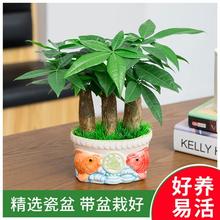 发财树盆栽植物四季好养室内小盆景易活桌面招财客厅水培绿植花卉