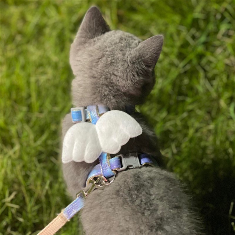 现货速发猫咪防挣脱外出可爱背心式工字遛猫绳小猫用品