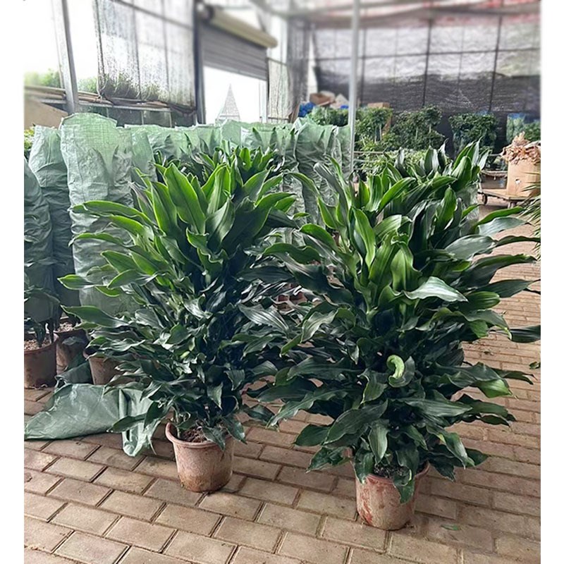 螺纹铁盆栽绿植h 柳纹铁 菲律宾铁树 卷叶铁 罗文铁 室内绿化植物