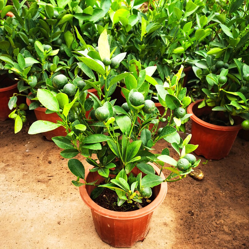 带果发海南青金桔树苗小青桔小金桔盆栽奶茶店用小青柠苗阳台客厅