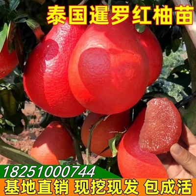 泰国暹罗红柚果树柚子树苗