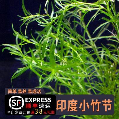 印度小竹节水草竹节草孔雀鱼水草鱼缸造景观赏新手懒人阴性水草