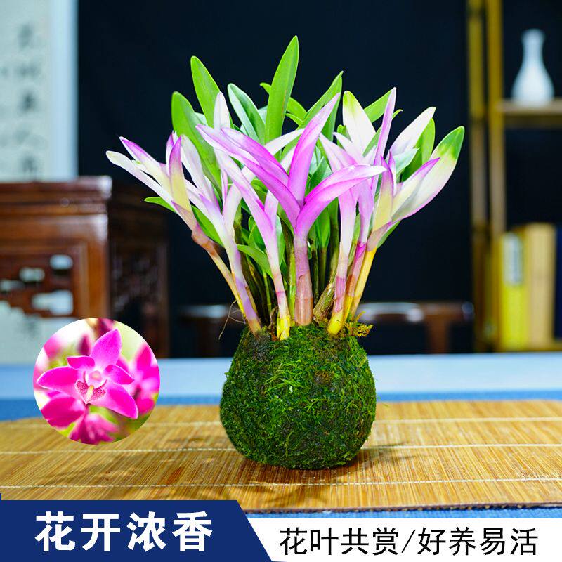 七彩迷你香水石斛兰开花浓