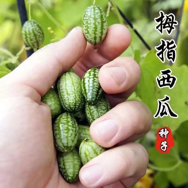 四季阳台盆栽营养脆甜迷你小西瓜