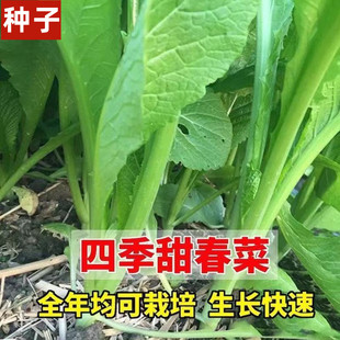 潮汕大叶春菜种子老品种春芥菜种籽盆栽蔬菜种籽四季播种甜春菜籽