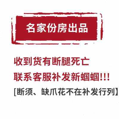 蝈蝈活虫鸣精品炮筒大黄蛉电报蛉扎嘴超大号新脱铁皮山青翠绿螽z.