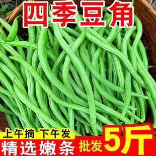 农家自种蔬菜5长扁豆角整箱 包邮 豆云南芸豆角当应季 新鲜现摘四季