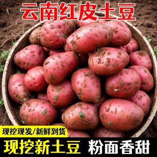 云南红皮黄心土豆10斤包邮新鲜小土豆农家蔬菜洋芋自种马铃薯批发