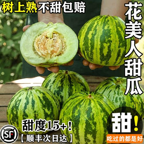 现摘八里香花美人甜瓜脆甜多汁