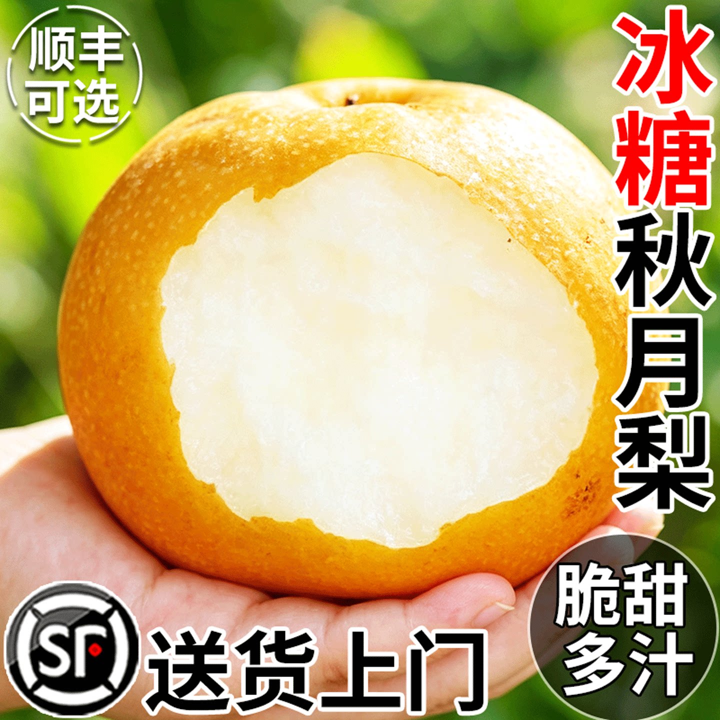 正宗山东秋月梨新鲜水果9斤当季现摘雪梨冰糖梨莱阳梨子整箱包邮