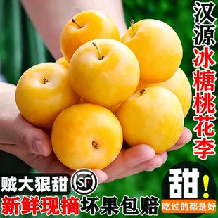 正宗冰糖李桃花李5斤新鲜水果四川蜂糖李子黄金奈李孕妇整箱包邮