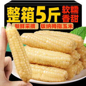 西双版纳拇指小玉米正宗云南新鲜玉米旗舰店早餐即食真空甜糯玉米