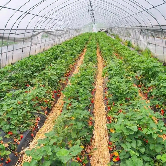 蔬果种植大棚 农业种植蔬菜大棚 猕猴桃阳光薄膜日光温室花卉养殖