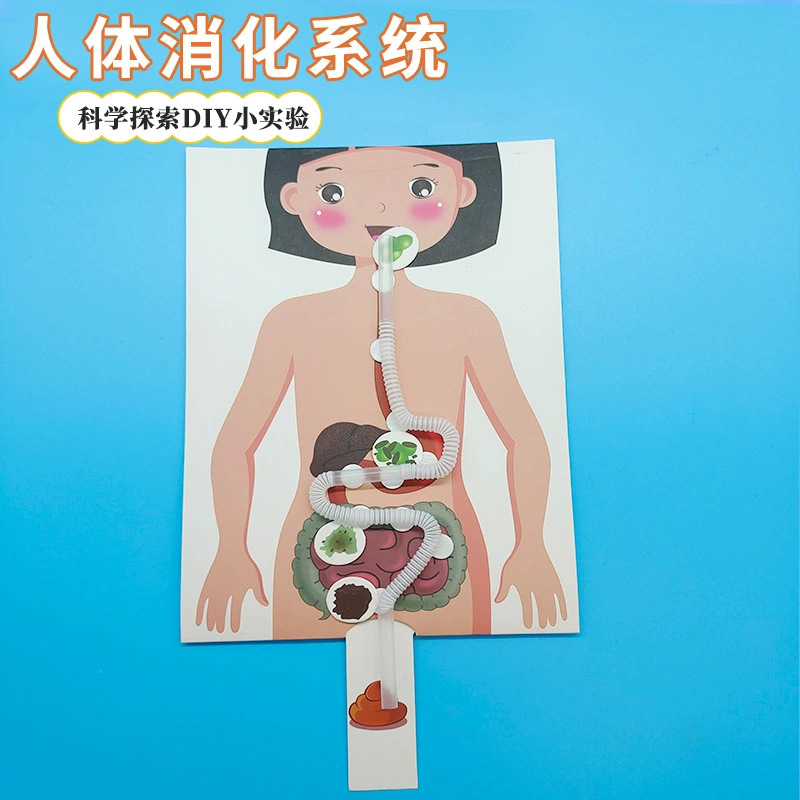 食物人体消化系统模型具科学实验