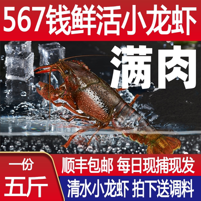 5斤567钱满肉小龙虾鲜活特大新鲜活虾盱眙淡水虾清水虾稻田虾水产