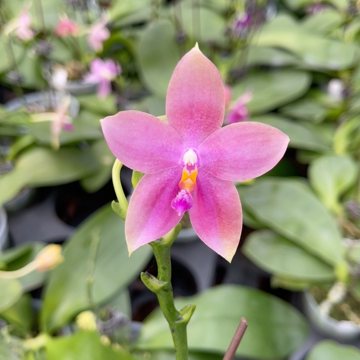 2.8寸 美C 一物一拍