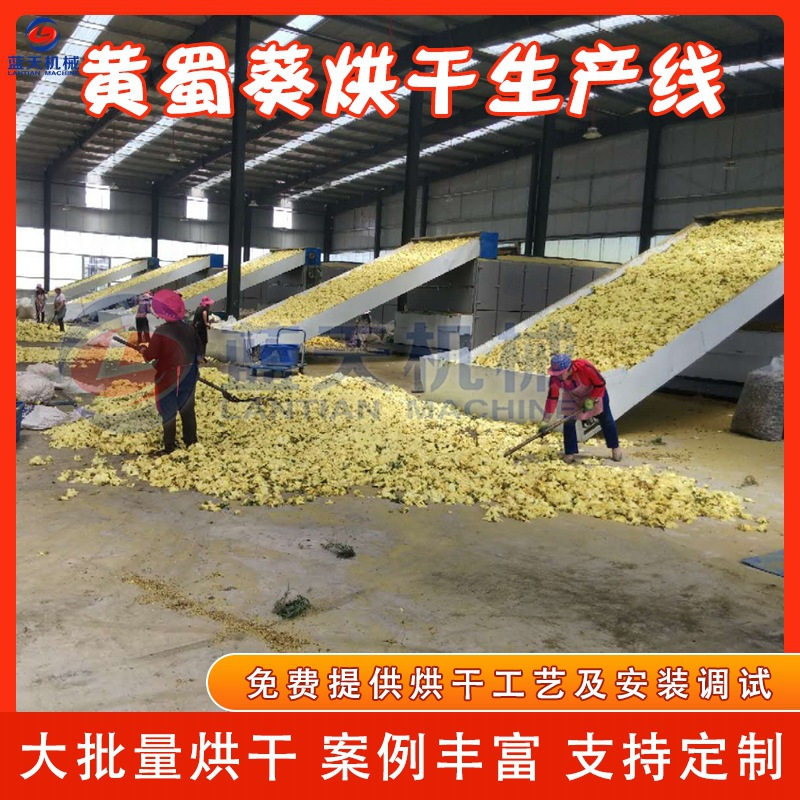 大型工业黄蜀葵烘干生产线 秋葵黄芙蓉烘干设备 网带黄蜀葵烘干机