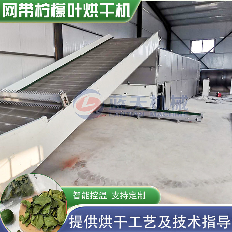 皱皮柠檬叶烘干机 粗皮干柠檬叶毛里橙叶干燥机 网带柠檬叶烘干机