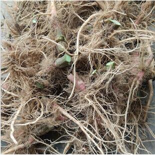 新鲜野苋梗菜根红刺HWU苋菜根刺根刺头刺刺笕菜苋菜头簕头根苋500