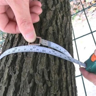 测量树木胸径尺测树围尺量树尺测树尺直径尺树径卷尺新款三围尺