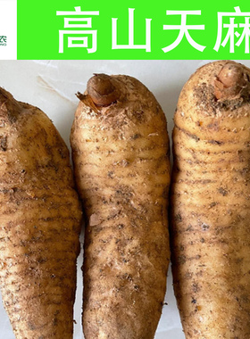 新鲜天麻高山防野生种植农户高海拔天麻新鲜采挖海拔1700米乌天麻