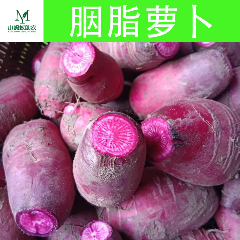 农村胭脂萝卜小红萝卜四川重庆特产萝卜红萝卜里外通红泡菜萝卜