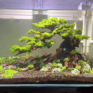 莫斯树迎客松造景懒人鱼缸造骨架制作鱼缸造景全尺寸定做生命之树