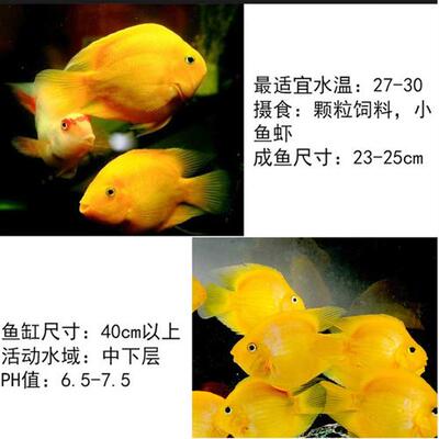 黄鹦鹉鱼黄金元宝热带观赏鱼梅花鹦鹉发财鱼血鹦鹉银龙