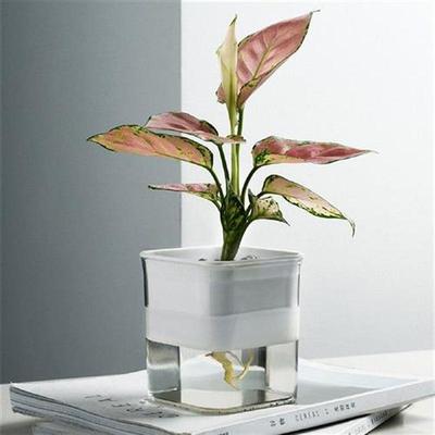 Self Watering Flower Pots with Large Water Storage Seedling