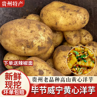 贵州威宁黄心米拉洋芋高山特产老品种土豆新鲜黄皮马铃薯九斤装