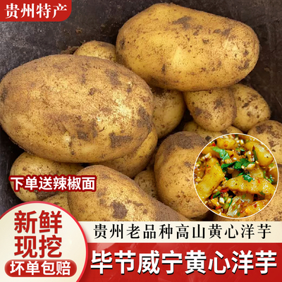 贵州特产高山威宁黄心米拉洋芋