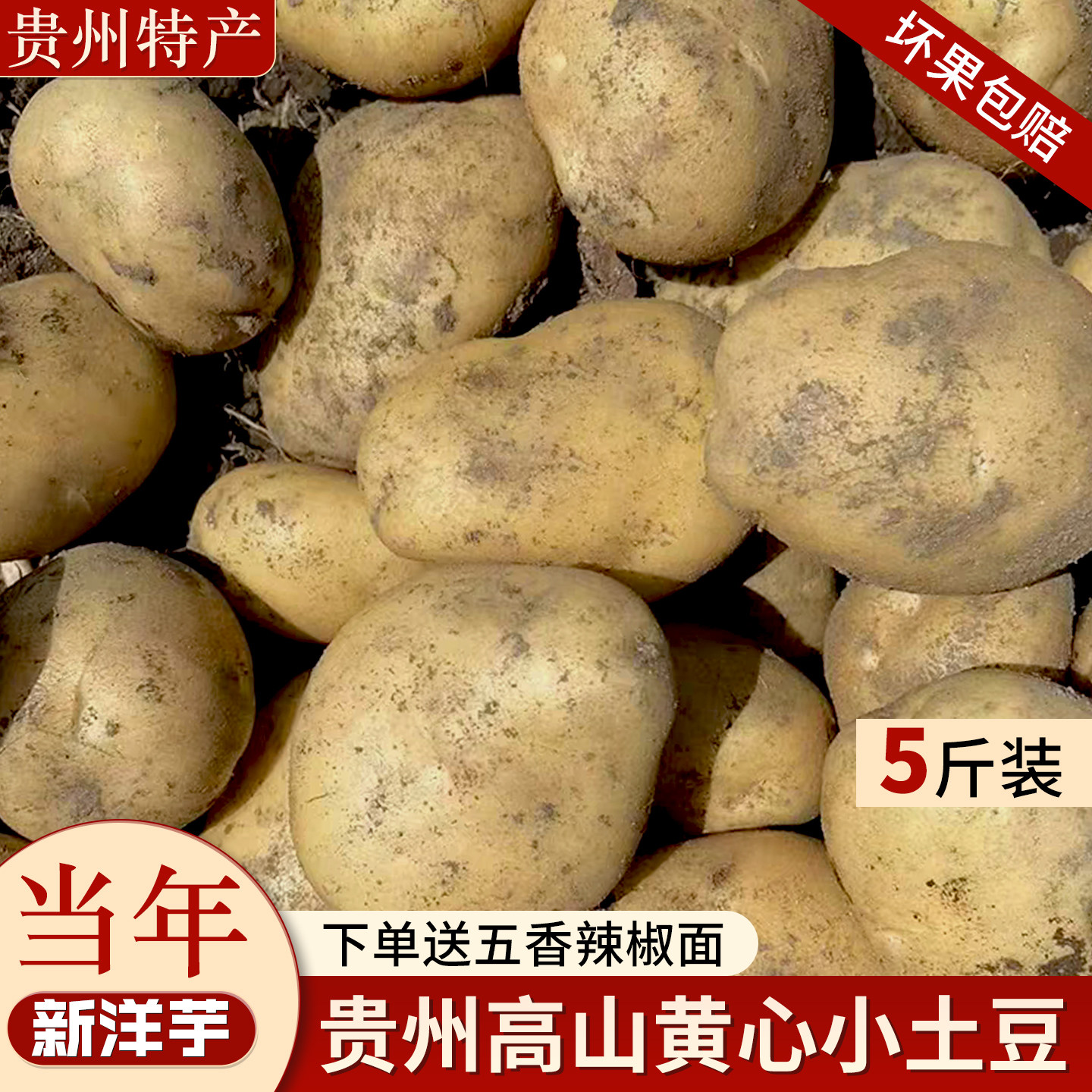 五斤装毕节市黄心正宗小土豆本地
