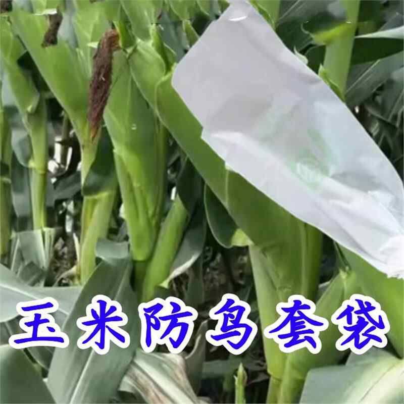 玉米防鸟套袋专用防防乌瓜果羊角蜜防虫袋防雨防蚊虫病育果袋