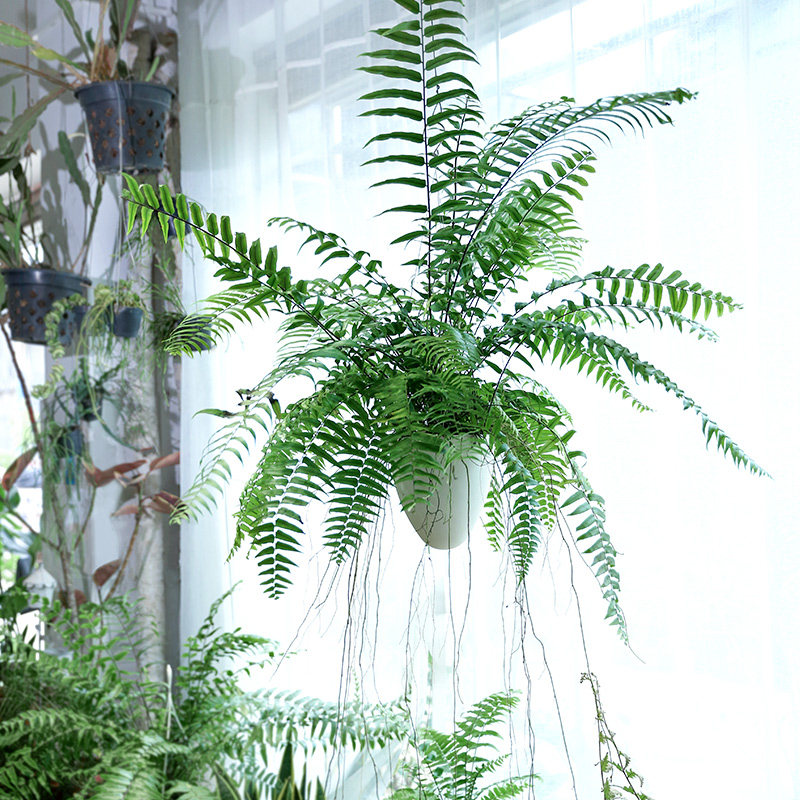 霸王蕨波斯顿蕨大型蕨类垂吊水培植物室内绿植阳台吊兰长叶肾蕨