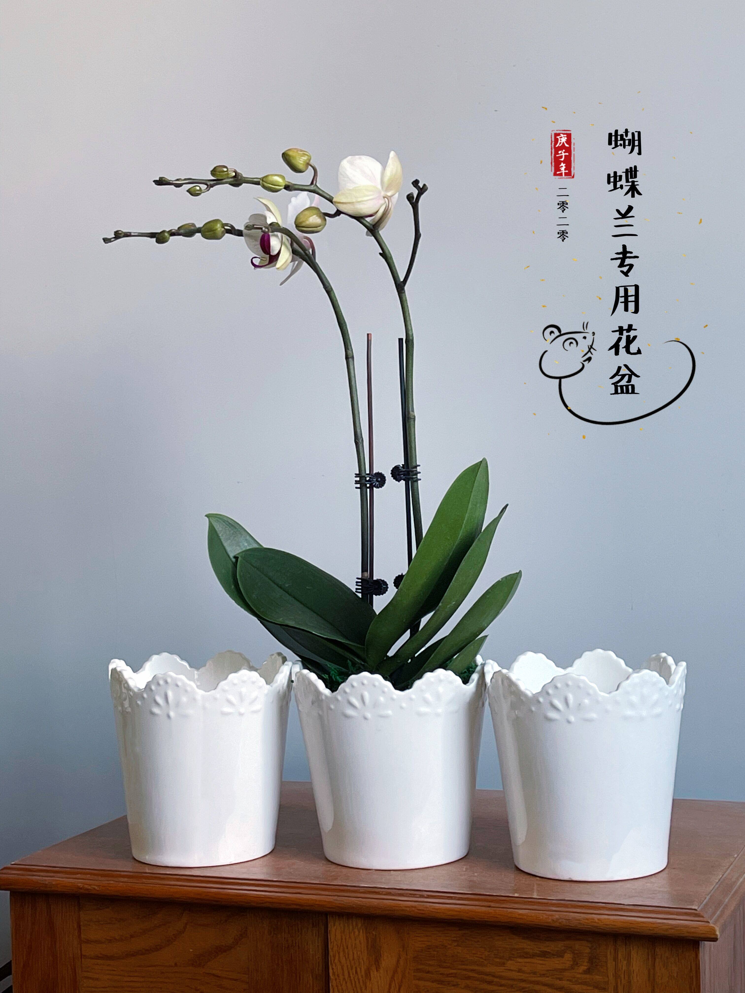 蝴蝶兰花盆专用套盆高档轻奢小花盆陶瓷白色北欧简约文心兰花花盆
