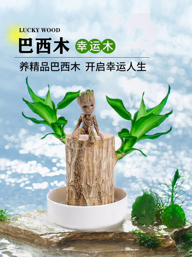 巴西木格鲁特幸运木开花水养绿植室内盆栽带芽发货小树人水培植物