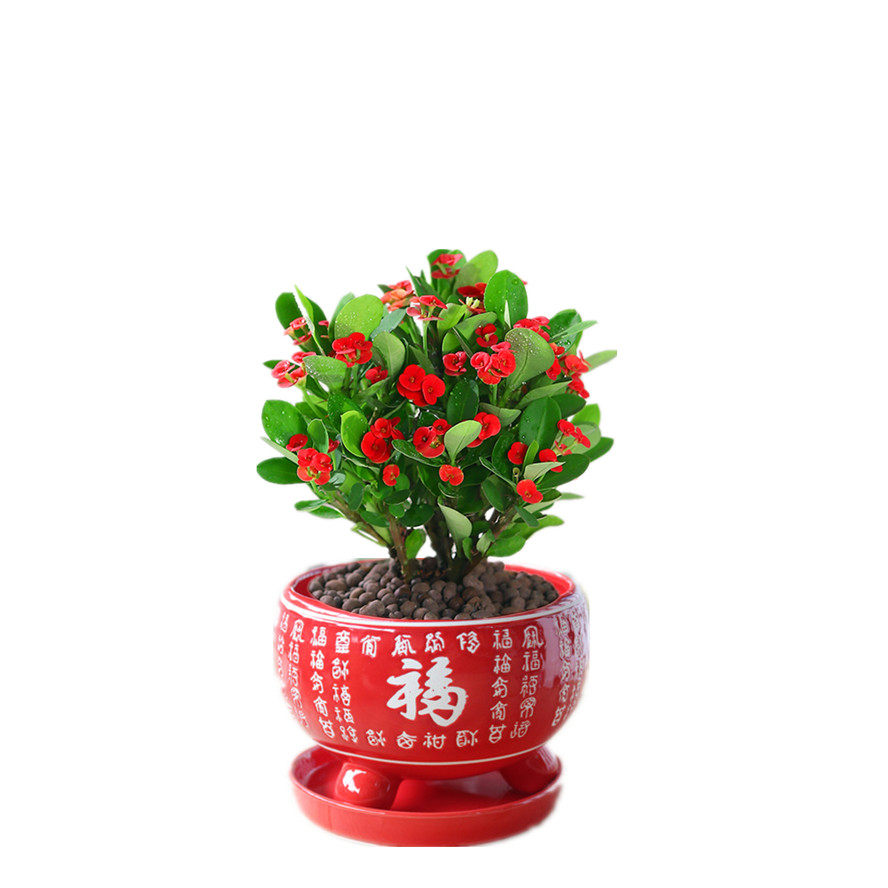 虎刺梅铁海棠花盆栽好养四季带花的花卉植物室内花办公室客厅绿植