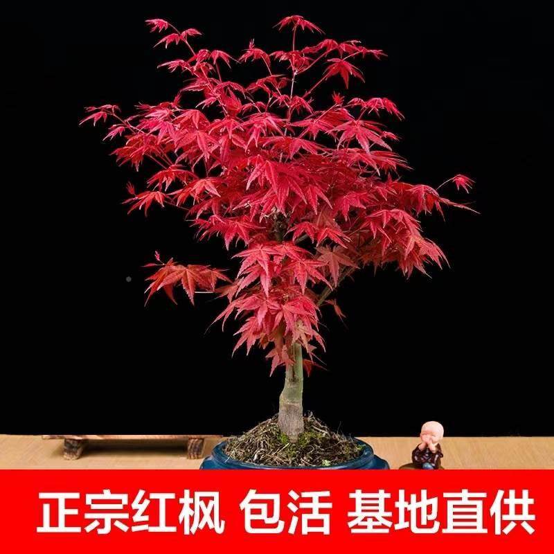 日本红枫盆栽红舞姬矮化嫁接老桩盆景四季红观赏绿植阳台室内植物
