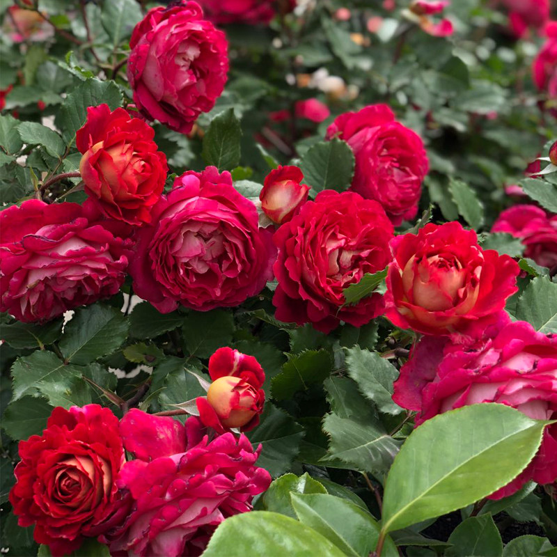 马萨德医生月季花大苗大花浓香型阳台庭院复色玫瑰花苗花卉绿植