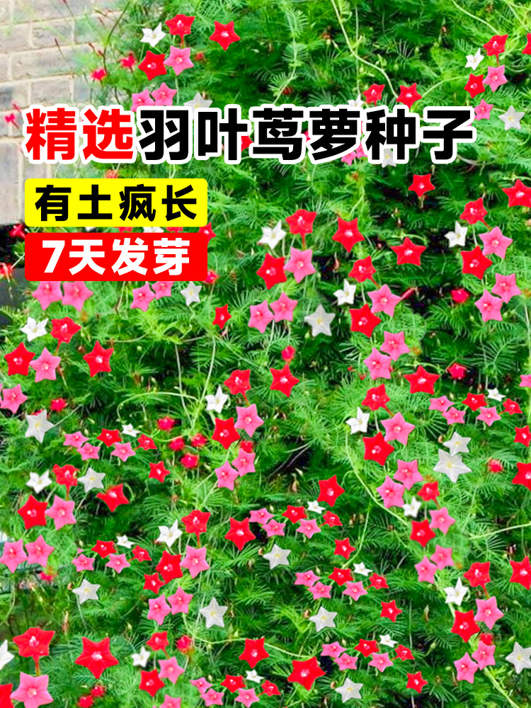 羽叶茑萝花种子爬藤花卉植物种籽室内外庭院易活四季开花种五角星