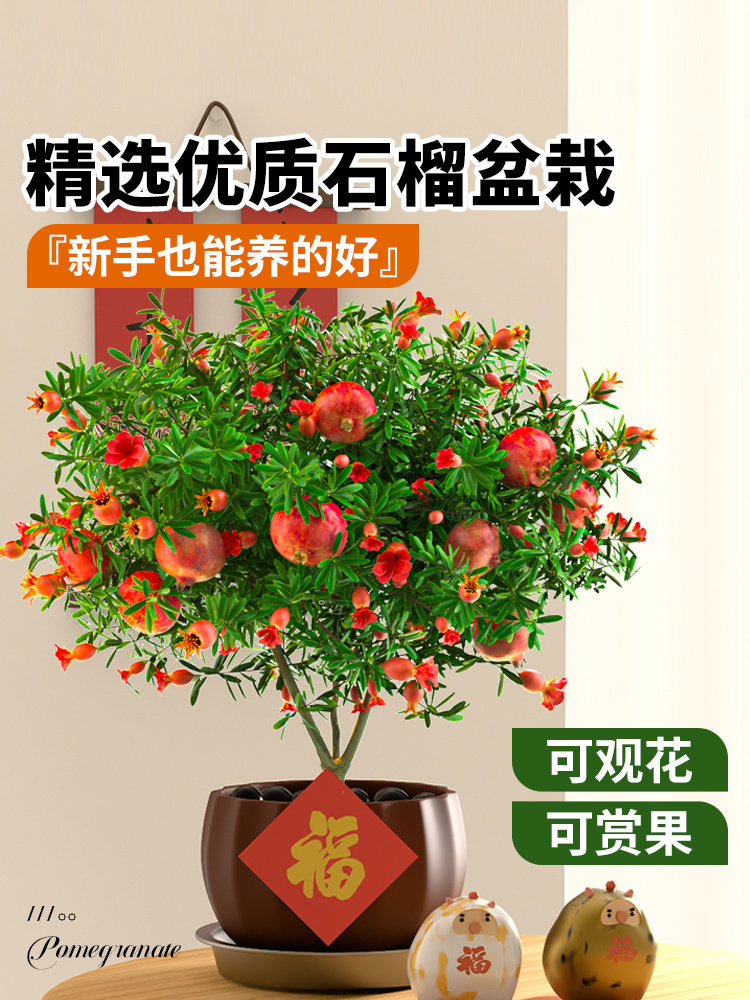 石榴花苗盆栽景带果发货可食用植物室内花卉绿植年宵花四季开好养