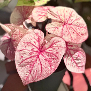 【丹霞】彩叶芋盆栽粉色叶室内观叶植物手办造景装饰绿植