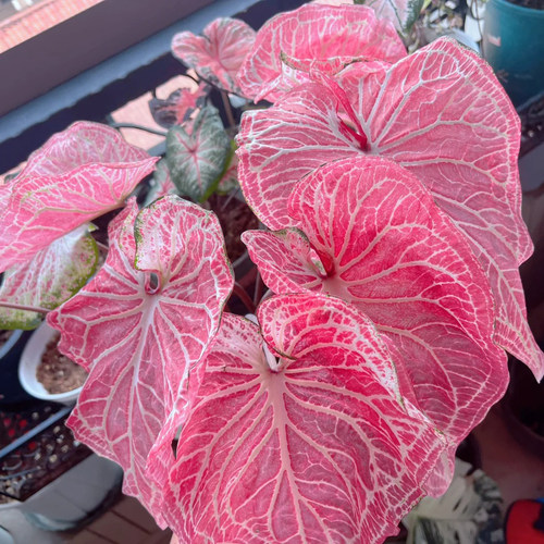 【胡椒薄荷】彩叶芋盆栽室内桌面好养耐晒多年生网红绿植